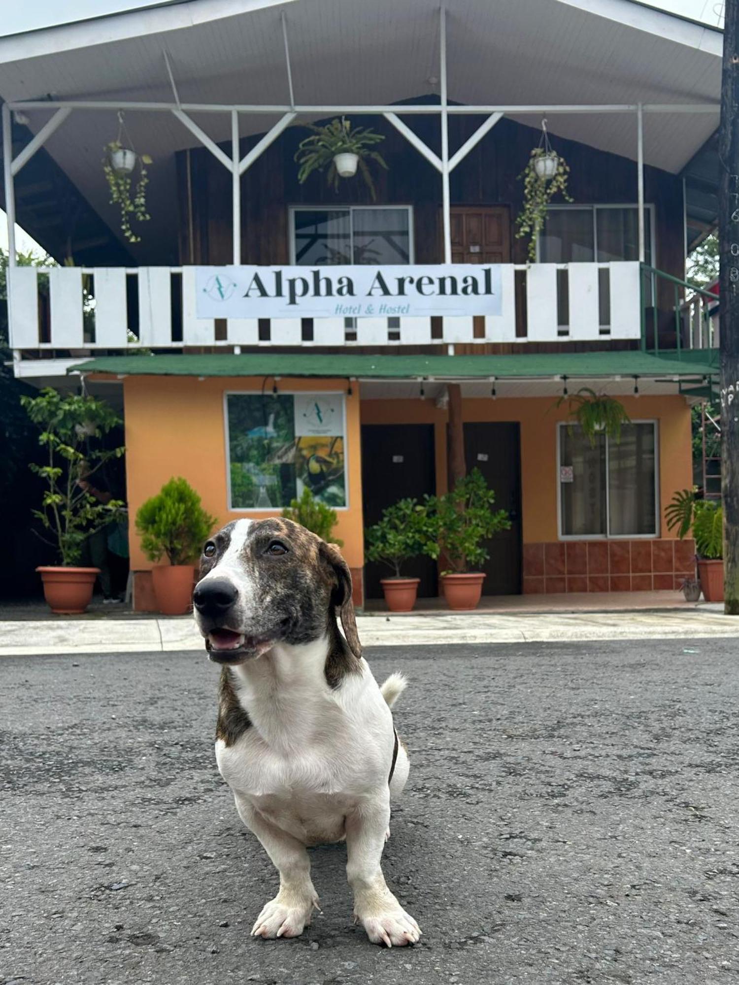 ラ・フォルトゥナ Alpha Arenalホステル エクステリア 写真